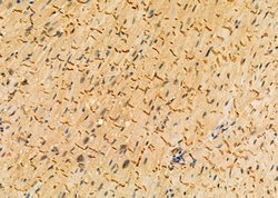 Invitrogen Kallikrein 1 Polyclonal Antibody 100 μL; Unconjugated:Antibodies,