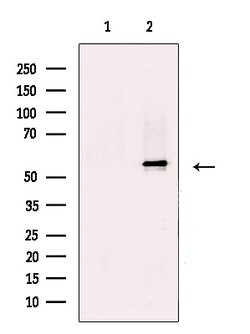 Invitrogen SUV420H2 Polyclonal Antibody 100 &mu;L; Unconjugated:Antibodies,