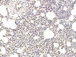 Invitrogen L3MBTL1 Polyclonal Antibody 100 &mu;L; Unconjugated:Antibodies,