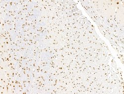 Invitrogen L3MBTL1 Polyclonal Antibody 100 &mu;L; Unconjugated:Antibodies,