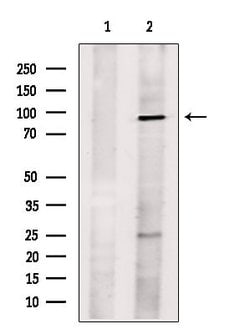 Invitrogen L3MBTL1 Polyclonal Antibody 100 &mu;L; Unconjugated:Antibodies,