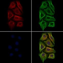 Invitrogen Laminin Polyclonal Antibody 100 &mu;L; Unconjugated:Antibodies,