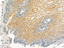 Invitrogen Laminin Polyclonal Antibody 100 &mu;L; Unconjugated:Antibodies,
