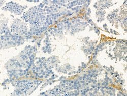 Invitrogen Laminin Polyclonal Antibody 100 &mu;L; Unconjugated:Antibodies,