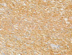 Invitrogen Laminin Polyclonal Antibody 100 &mu;L; Unconjugated:Antibodies,