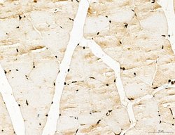 Invitrogen Lass2 Polyclonal Antibody 100 &mu;L; Unconjugated:Antibodies,