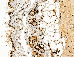 Invitrogen Lass2 Polyclonal Antibody 100 &mu;L; Unconjugated:Antibodies,