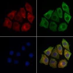 Invitrogen LAT Polyclonal Antibody 100 &mu;L; Unconjugated:Antibodies,