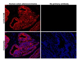 Invitrogen LC3A/LC3B Polyclonal Antibody 100 &mu;L; Unconjugated:Antibodies,