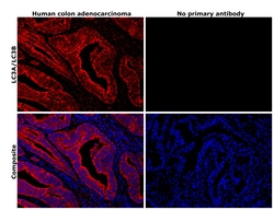 Invitrogen LC3A/LC3B Polyclonal Antibody 100 &mu;L; Unconjugated:Antibodies,