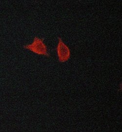 Invitrogen LC3A/LC3B Polyclonal Antibody 100 &mu;L; Unconjugated:Antibodies,