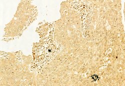 Invitrogen LC3A/LC3B Polyclonal Antibody 100 &mu;L; Unconjugated:Antibodies,