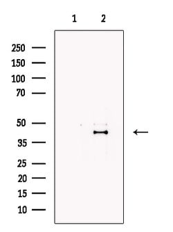 Invitrogen Lefty Polyclonal Antibody 100 &mu;L | Buy Online | Invitrogen&trade; | Fisher Scientific