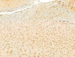 Invitrogen LHX6 Polyclonal Antibody 100 &mu;L; Unconjugated:Antibodies,