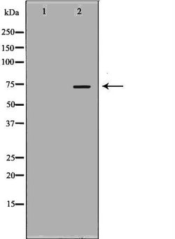 Invitrogen LIMK2 Polyclonal Antibody 100 &mu;L; Unconjugated:Antibodies,