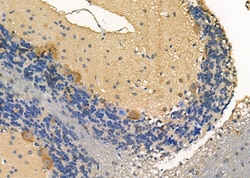 Invitrogen LIS1 Polyclonal Antibody 100 &mu;L; Unconjugated:Antibodies,