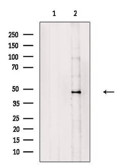 Invitrogen LIS1 Polyclonal Antibody 100 &mu;L; Unconjugated:Antibodies,