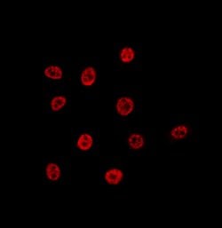 Invitrogen Lamin B2 Polyclonal Antibody 100 &mu;L; Unconjugated:Antibodies,