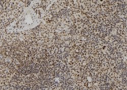 Invitrogen Lamin B2 Polyclonal Antibody 100 &mu;L; Unconjugated:Antibodies,
