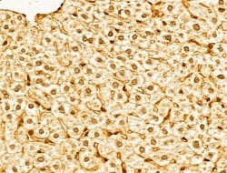Invitrogen Lamin B2 Polyclonal Antibody 100 &mu;L; Unconjugated:Antibodies,