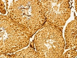 Invitrogen Lamin B2 Polyclonal Antibody 100 &mu;L; Unconjugated:Antibodies,