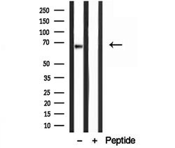 Invitrogen Lamin B2 Polyclonal Antibody 100 &mu;L; Unconjugated:Antibodies,