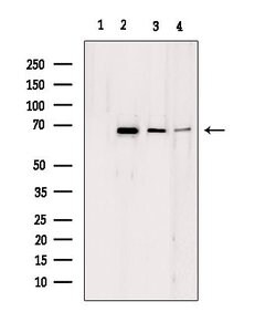 Invitrogen Lamin B2 Polyclonal Antibody 100 &mu;L; Unconjugated:Antibodies,