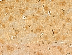 Invitrogen LPO Polyclonal Antibody 100 &mu;L; Unconjugated:Antibodies,