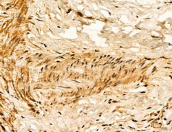 Invitrogen LPO Polyclonal Antibody 100 &mu;L; Unconjugated:Antibodies,