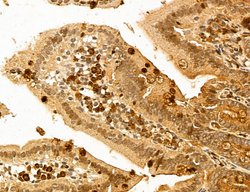 Invitrogen LPO Polyclonal Antibody 100 &mu;L; Unconjugated:Antibodies,