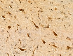 Invitrogen LPO Polyclonal Antibody 100 &mu;L; Unconjugated:Antibodies,