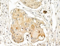 Invitrogen LPO Polyclonal Antibody 100 &mu;L; Unconjugated:Antibodies,