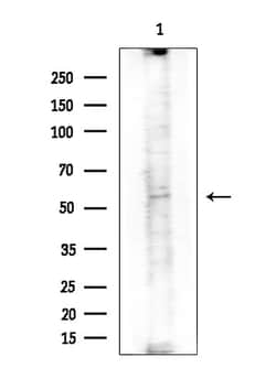 Invitrogen LSS Polyclonal Antibody 100 &mu;L; Unconjugated:Antibodies,