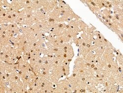 Invitrogen H2AFY2 Polyclonal Antibody 100 &mu;L; Unconjugated:Antibodies,