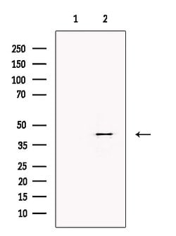Invitrogen H2AFY2 Polyclonal Antibody 100 &mu;L; Unconjugated:Antibodies,