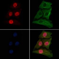 Invitrogen Histone Macro-H2A.1 Polyclonal Antibody 100 &mu;L; Unconjugated:Antibodies,