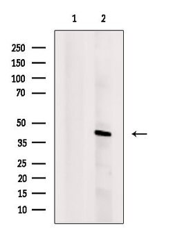 Invitrogen Histone Macro-H2A.1 Polyclonal Antibody 100 &mu;L; Unconjugated:Antibodies,