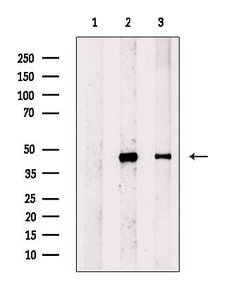 Invitrogen Histone Macro-H2A.1 Polyclonal Antibody 100 &mu;L; Unconjugated:Antibodies,