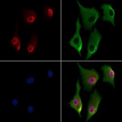 Invitrogen MAFK Polyclonal Antibody 100 μL; Unconjugated:Antibodies,