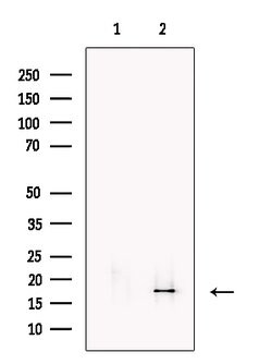 Invitrogen MAFK Polyclonal Antibody 100 μL; Unconjugated:Antibodies,