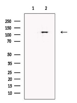 MAML2 Polyclonal Antibody:Antibodies, Polyclonal