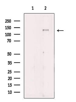 Invitrogen MAN2A1 Polyclonal Antibody 100 &mu;L; Unconjugated:Antibodies,