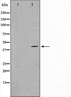 Invitrogen MAPKAPK3 Polyclonal Antibody 100 &mu;L; Unconjugated:Antibodies,