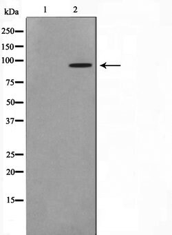 Invitrogen ERK3 Polyclonal Antibody 100 &mu;L | Buy Online | Invitrogen&trade; | Fisher Scientific