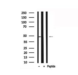 Invitrogen MAPKAPK2 Polyclonal Antibody 100 &mu;L; Unconjugated:Antibodies,