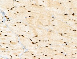 Invitrogen MARS Polyclonal Antibody 100 &mu;L; Unconjugated:Antibodies,