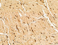 Invitrogen MARS Polyclonal Antibody 100 &mu;L; Unconjugated:Antibodies,