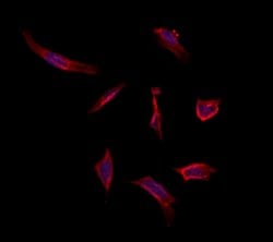 Invitrogen MAT1A Polyclonal Antibody 100 &mu;L; Unconjugated:Antibodies,