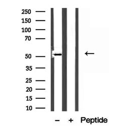 Invitrogen MAT1A Polyclonal Antibody 100 &mu;L; Unconjugated:Antibodies,