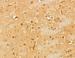 Invitrogen MAT2A Polyclonal Antibody 100 &mu;L; Unconjugated:Antibodies,